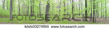 "Panoramic view, beech forest (Fagus sylvatica), spring, several days after foliation, Greifenstein, Westerwald, Hesse, Germany, Europe" View Large Photo Image Stock Photography - "Panoramic view, beech forest (Fagus sylvatica), spring, several days after foliation, Greifenstein, Westerwald, Hesse, Germany, Europe". Fotosearch