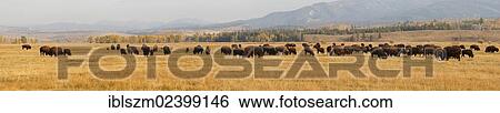 "Panoramic view, bison herd, American Bison or American Buffalo (Bison bison), Grand Teton Parkway, Wyoming, USA" View Large Photo Image Stock Photograph - "Panoramic view, bison herd, American Bison or American Buffalo (Bison bison), Grand Teton Parkway, Wyoming, USA". Fotosearch