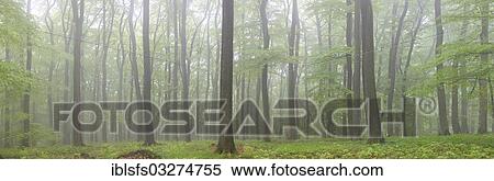 "Panoramic view, fog in a beech forest (Fagus sylvatica), spring, several days after foliation, Greifenstein, Westerwald, Hesse, Germany, Europe" View Large Photo Image Stock Photography - "Panoramic view, fog in a beech forest (Fagus sylvatica), spring, several days after foliation, Greifenstein, Westerwald, Hesse, Germany, Europe". Fotosearch