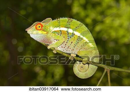 Picture - "Panther Chameleon (Furcifer pardalis), Ankify variety, local form, Madagascar, Africa". Fotosearch