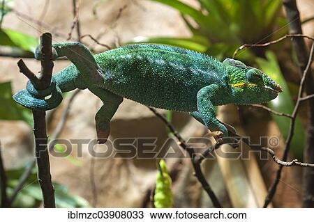 "Panther Chameleon (Furcifer pardalis) in a terrarium, captive, Nuremberg Zoo, Nuremberg, Bavaria, Germany, Europe" View Large Photo Image Stock Image - "Panther Chameleon (Furcifer pardalis) in a terrarium, captive, Nuremberg Zoo, Nuremberg, Bavaria, Germany, Europe". Fotosearch