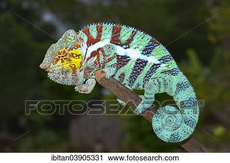 "Panther Chameleon (Furcifer pardalis), male, Ambanja, Madagascar, Africa" View Large Photo Image Stock Image - "Panther Chameleon (Furcifer pardalis), male, Ambanja, Madagascar, Africa". Fotosearch