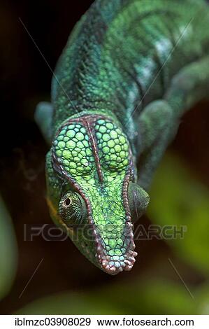 "Panther Chameleon (Furcifer pardalis), head, terrarium, captive, Nuremberg Zoo, Nuremberg, Bavaria, Germany, Europe" View Large Photo Image Stock Photo - "Panther Chameleon (Furcifer pardalis), head, terrarium, captive, Nuremberg Zoo, Nuremberg, Bavaria, Germany, Europe". Fotosearch