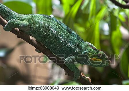 Stock Photo - "Panther Chameleon (Furcifer pardalis) in a terrarium, captive, Nuremberg Zoo, Nuremberg, Bavaria, Germany, Europe". Fotosearch
