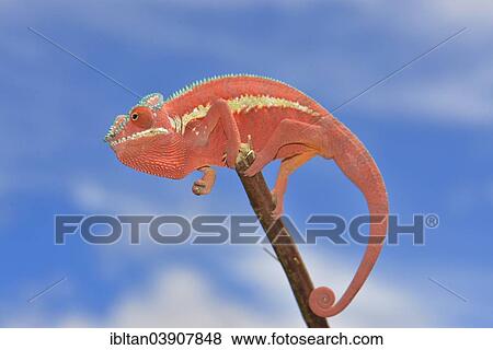 "Panther Chameleon (Furcifer pardalis), Ankaramybe, Diana Region, Madagascar, Africa" View Large Photo Image Stock Photo - "Panther Chameleon (Furcifer pardalis), Ankaramybe, Diana Region, Madagascar, Africa". Fotosearch