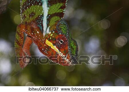 "Panther Chameleon (Furcifer pardalis), male, near Amiblobe, Northwest Madagascar, Madagascar, Africa" View Large Photo Image Stock Photo - "Panther Chameleon (Furcifer pardalis), male, near Amiblobe, Northwest Madagascar, Madagascar, Africa". Fotosearch