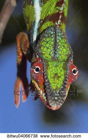 "Panther Chameleon (Furcifer pardalis), male, near Ambilobe, Northwest Madagascar, Madagascar, Africa" View Large Photo Image Stock Photo - "Panther Chameleon (Furcifer pardalis), male, near Ambilobe, Northwest Madagascar, Madagascar, Africa". Fotosearch