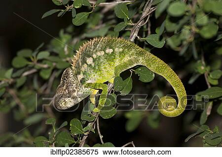 "Panther Chameleon (Furcifer pardalis), adult, climbing on branch at night, Berenty Reserve, Madagascar, Africa" View Large Photo Image Stock Photography - "Panther Chameleon (Furcifer pardalis), adult, climbing on branch at night, Berenty Reserve, Madagascar, Africa". Fotosearch
