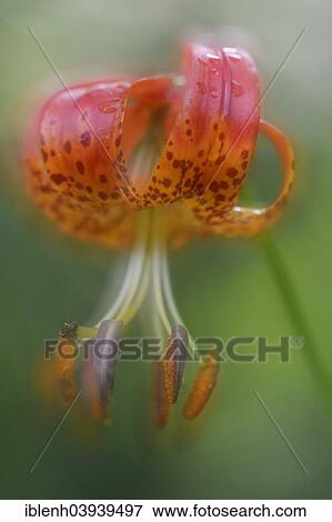 "Panther Lily (Lilium pardalinum), Emsland, Lower Saxony, Germany, Europe" View Large Photo Image Stock Photo - "Panther Lily (Lilium pardalinum), Emsland, Lower Saxony, Germany, Europe". Fotosearch