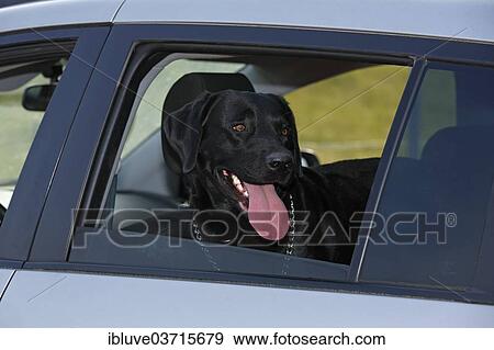 "Panting black Labrador Retriever male dog in a car with the window open in summer, Germany, Europe" View Large Photo Image Stock Photo - "Panting black Labrador Retriever male dog in a car with the window open in summer, Germany, Europe". Fotosearch
