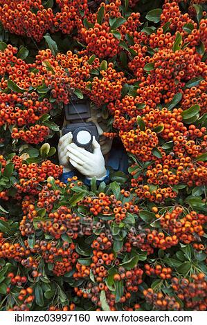 "Paparazzi figure with a camera in Firethorn (Pyracantha), Bavaria, Germany, Europe" View Large Photo Image Stock Image - "Paparazzi figure with a camera in Firethorn (Pyracantha), Bavaria, Germany, Europe". Fotosearch