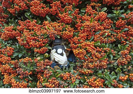 "Paparazzi figure with a camera in Firethorn (Pyracantha), Bavaria, Germany, Europe" View Large Photo Image Stock Photo - "Paparazzi figure with a camera in Firethorn (Pyracantha), Bavaria, Germany, Europe". Fotosearch