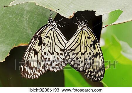 "Paper Kite, Rice Paper or Large Tree Nymph Butterflies (Idea leuconoe), copulating couple, native to Southeast Asia, in captivity, Netherlands, Europe" View Large Photo Image Stock Image - "Paper Kite, Rice Paper or Large Tree Nymph Butterflies (Idea leuconoe), copulating couple, native to Southeast Asia, in captivity, Netherlands, Europe". Fotosearch