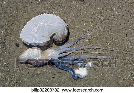 Stock Image - "Paper Nautilus (Argonauta argo), living female removed from shell, Krassa Beach, Skiathos, Greece, Europe". Fotosearch