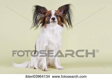 "Papillon, bitch, 18 months, white sable" View Large Photo Image Picture - "Papillon, bitch, 18 months, white sable". Fotosearch