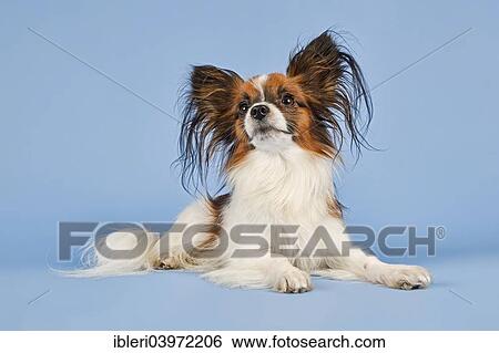 "Papillon dog, 18 months, color White Sable" View Large Photo Image Stock Photograph - "Papillon dog, 18 months, color White Sable". Fotosearch