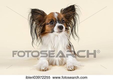Stock Photography - "Papillon dog, 18 months, color White Sable". Fotosearch