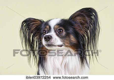 Picture - "Papillon dog, 4 years, tricolor". Fotosearch