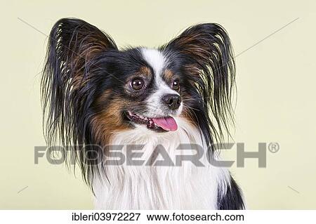 "Papillon dog, 4 years, tricolor" View Large Photo Image Stock Photo - "Papillon dog, 4 years, tricolor". Fotosearch