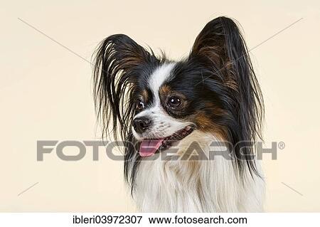 "Papillon dog, 4 years, tricolor" View Large Photo Image Stock Photo - "Papillon dog, 4 years, tricolor". Fotosearch