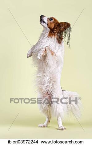 Picture - "Papillon dog, 7 years, color white sable, standing on hind legs". Fotosearch