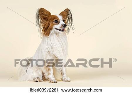 "Papillon dog, 7 years, color White Sable" View Large Photo Image Stock Image - "Papillon dog, 7 years, color White Sable". Fotosearch