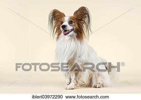 "Papillon dog, 7 years, color White Sable" View Large Photo Image Stock Image - "Papillon dog, 7 years, color White Sable". Fotosearch