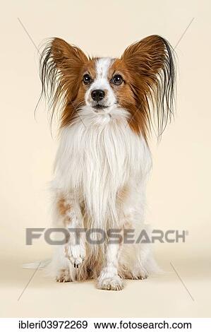 "Papillon dog, 7 years, color White Sable" View Large Photo Image Stock Photo - "Papillon dog, 7 years, color White Sable". Fotosearch