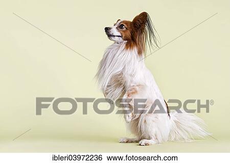 "Papillon dog, 7 years, color white sable, sitting on hind legs" View Large Photo Image Stock Photograph - "Papillon dog, 7 years, color white sable, sitting on hind legs". Fotosearch