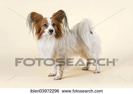"Papillon dog, 7 years, color White Sable" View Large Photo Image Stock Photograph - "Papillon dog, 7 years, color White Sable". Fotosearch