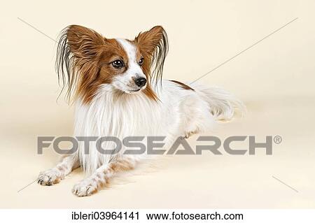 "Papillon, dog, 7 years, white sable" View Large Photo Image Stock Image - "Papillon, dog, 7 years, white sable". Fotosearch