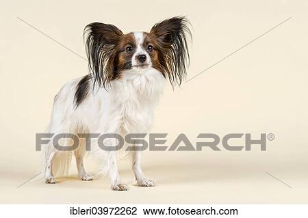 "Papillon dog, female, age 18 months, colour white sable" View Large Photo Image Stock Image - "Papillon dog, female, age 18 months, colour white sable". Fotosearch