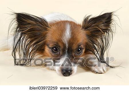 "Papillon dog, male, 18 months, colour white sable" View Large Photo Image Stock Photo - "Papillon dog, male, 18 months, colour white sable". Fotosearch