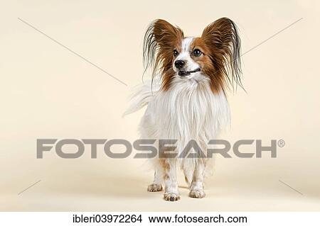 "Papillon dog, male, 7 years, colour white sable" View Large Photo Image Picture - "Papillon dog, male, 7 years, colour white sable". Fotosearch
