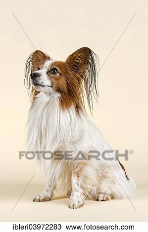 "Papillon dog, male, 7 years, colour white sable" View Large Photo Image Stock Image - "Papillon dog, male, 7 years, colour white sable". Fotosearch