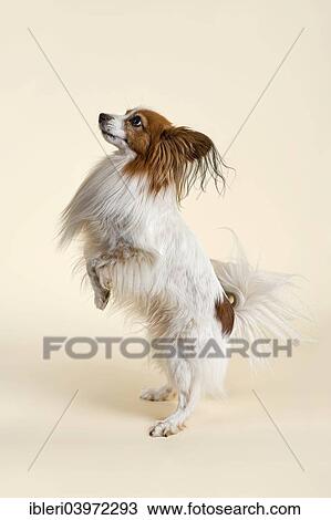 "Papillon dog, male, 7 years, colour white sable" View Large Photo Image Stock Image - "Papillon dog, male, 7 years, colour white sable". Fotosearch