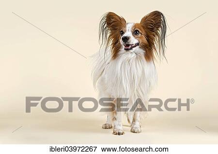 Stock Photo - "Papillon dog, male, 7 years, colour white sable". Fotosearch