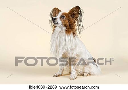 "Papillon dog, male, 7 years, colour white sable" View Large Photo Image Stock Photo - "Papillon dog, male, 7 years, colour white sable". Fotosearch