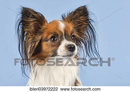 "Papillon, male, 18 months, colour white sable" View Large Photo Image Stock Image - "Papillon, male, 18 months, colour white sable". Fotosearch