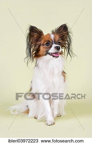 "Papillon, male, 18 months, colour White Sable" View Large Photo Image Stock Image - "Papillon, male, 18 months, colour White Sable". Fotosearch