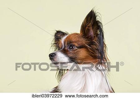 "Papillon, male, 18 months, colour White Sable" View Large Photo Image Stock Photo - "Papillon, male, 18 months, colour White Sable". Fotosearch