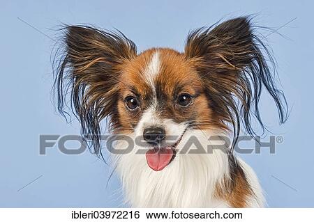 "Papillon, male, 18 months, colour white sable" View Large Photo Image Stock Photograph - "Papillon, male, 18 months, colour white sable". Fotosearch