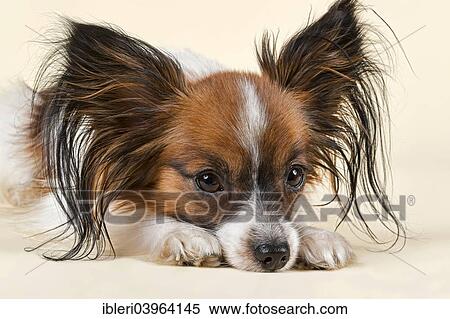 "Papillon, male, 18 months, white sable" View Large Photo Image Stock Photography - "Papillon, male, 18 months, white sable". Fotosearch