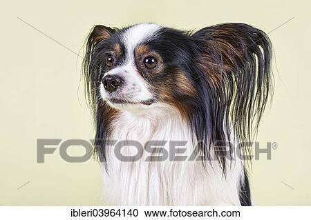 "Papillon, male, 4 years, tricolor" View Large Photo Image Stock Image - "Papillon, male, 4 years, tricolor". Fotosearch