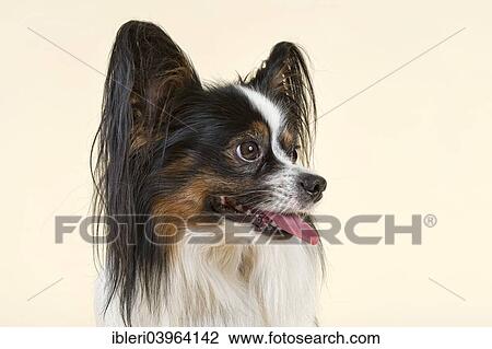 "Papillon, male, 4 years, tricolor" View Large Photo Image Stock Image - "Papillon, male, 4 years, tricolor". Fotosearch