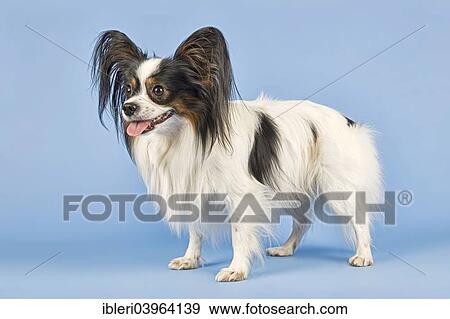"Papillon, male, 4 years, tricolor" View Large Photo Image Stock Photo - "Papillon, male, 4 years, tricolor". Fotosearch
