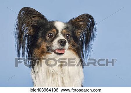 "Papillon, male, 4 years, tricolor" View Large Photo Image Stock Photograph - "Papillon, male, 4 years, tricolor". Fotosearch