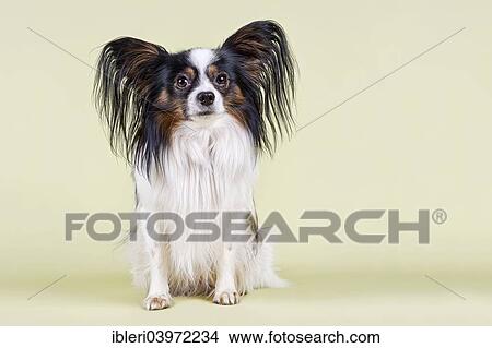 "Papillon, male, 4 years, tricolour" View Large Photo Image Picture - "Papillon, male, 4 years, tricolour". Fotosearch