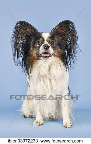 "Papillon, male, 4 years, tricolour" View Large Photo Image Stock Image - "Papillon, male, 4 years, tricolour". Fotosearch