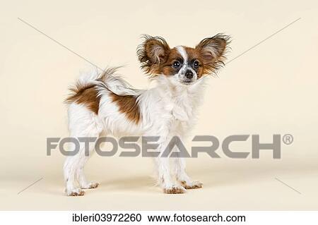 "Papillon puppy, 5 months, colour white sable" View Large Photo Image Stock Image - "Papillon puppy, 5 months, colour white sable". Fotosearch